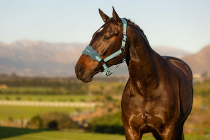 Lemieux Vogue Headcollar & Leadrope