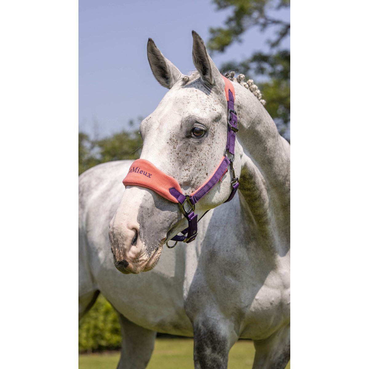 Lemieux Vogue Headcollar & Leadrope