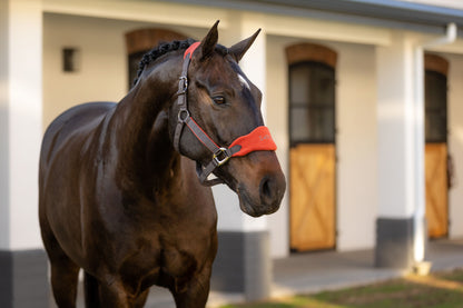 Lemieux Vogue Headcollar & Leadrope