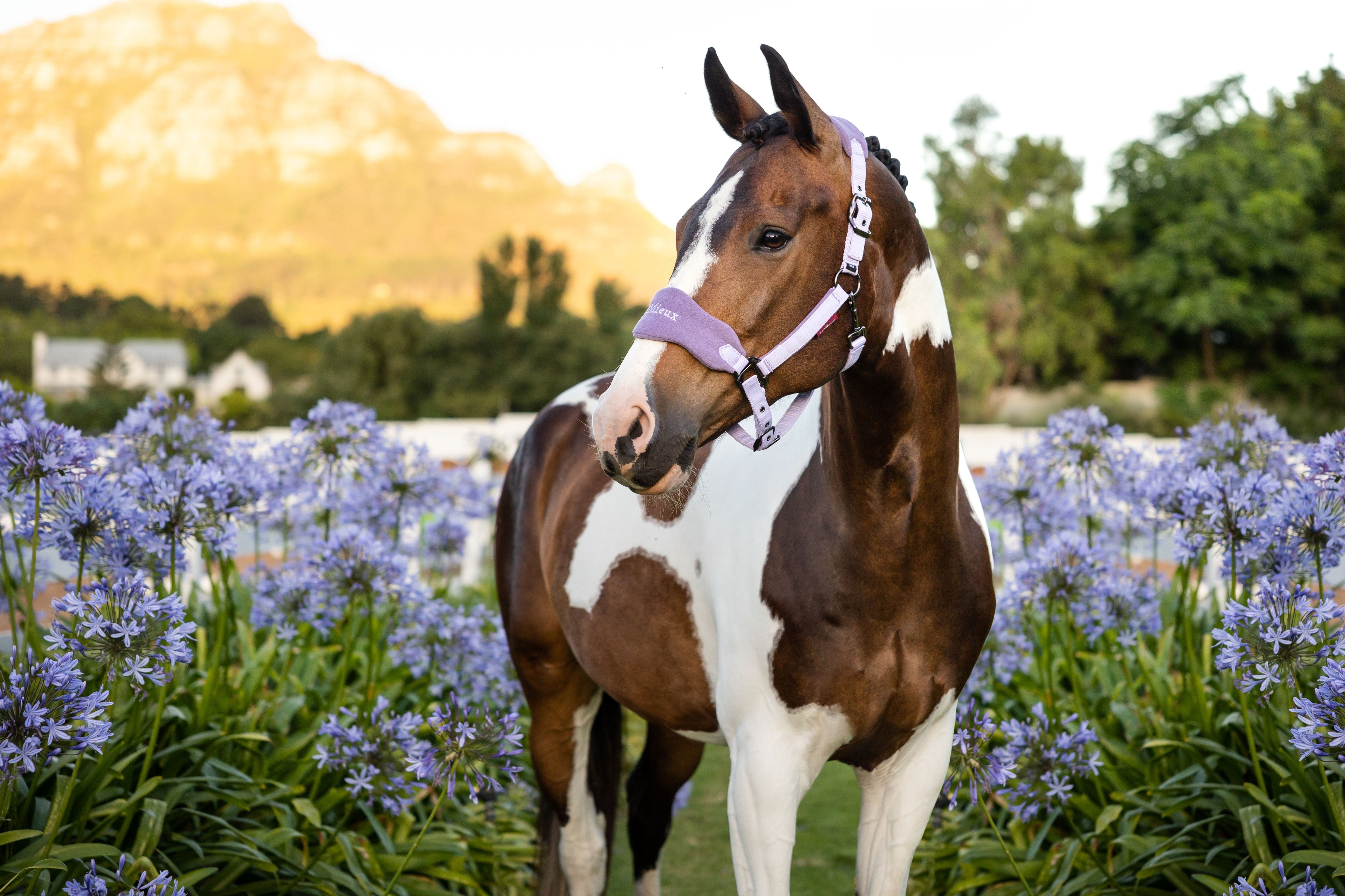 LeMieux Vogue Headcollar & Leadrope - SS23