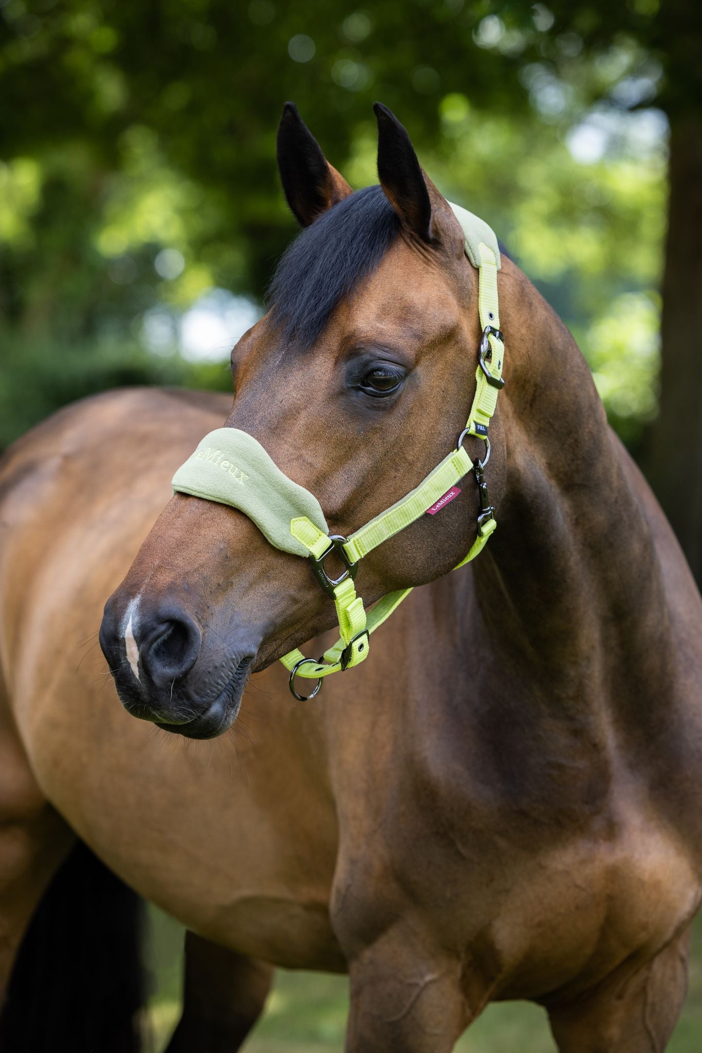 LeMieux Vogue Headcollar & Leadrope - SS23