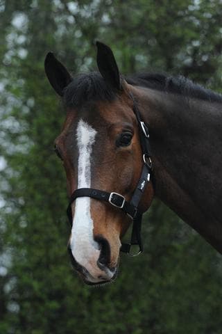 Saxon Nylon Brass Buckle Headcollar