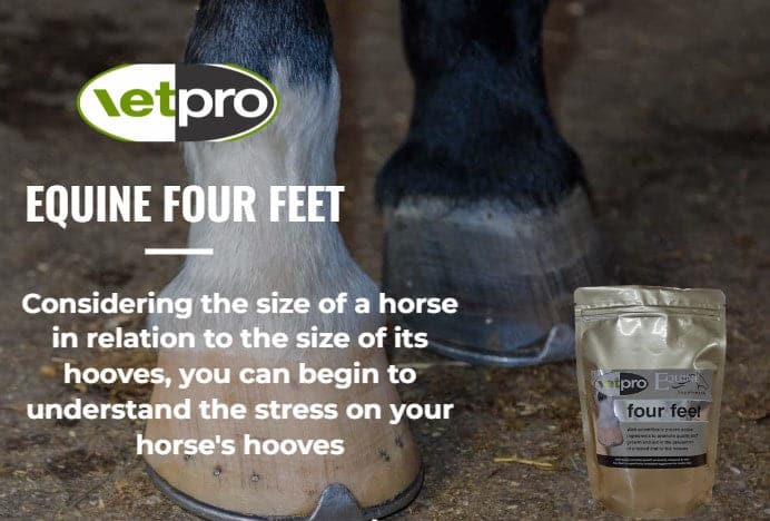 Vetpro Equine Four Feet