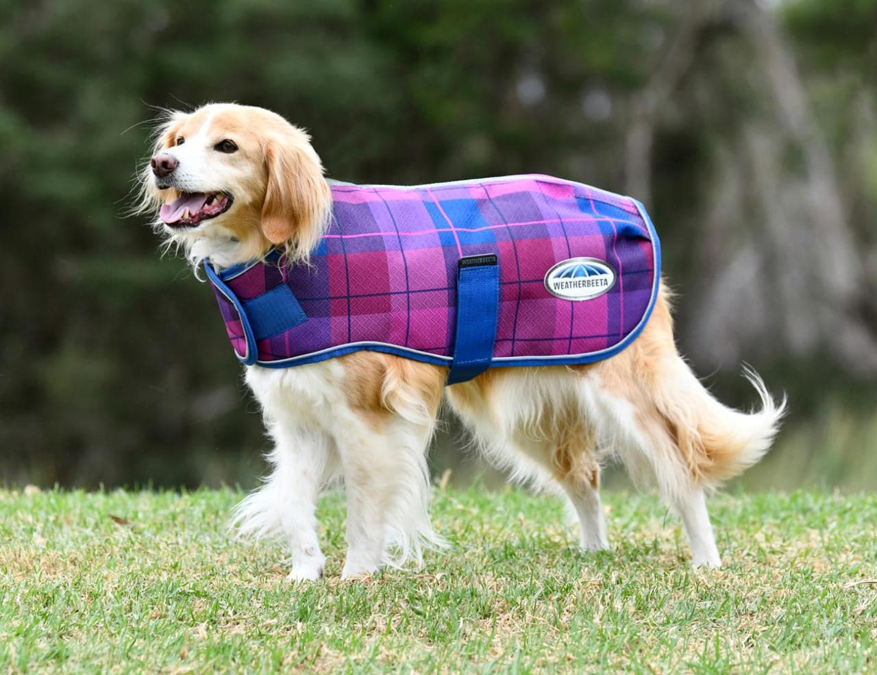 Weatherbeeta ComFiTec Premier Free Parka Dog Coat - Blue/Pink Plaid
