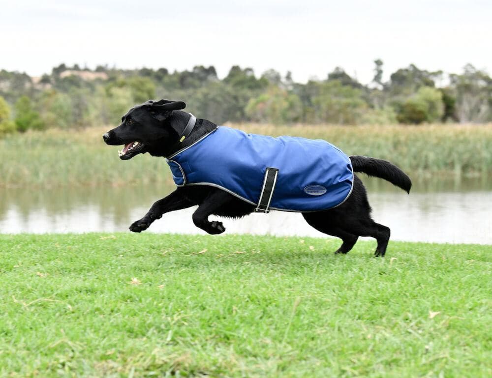 Weatherbeeta ComFiTec Windbreaker Free Dog Coat Dark Blue/Grey/White