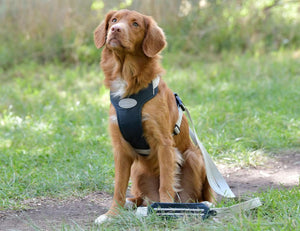 Weatherbeeta Explorer Dog Harness