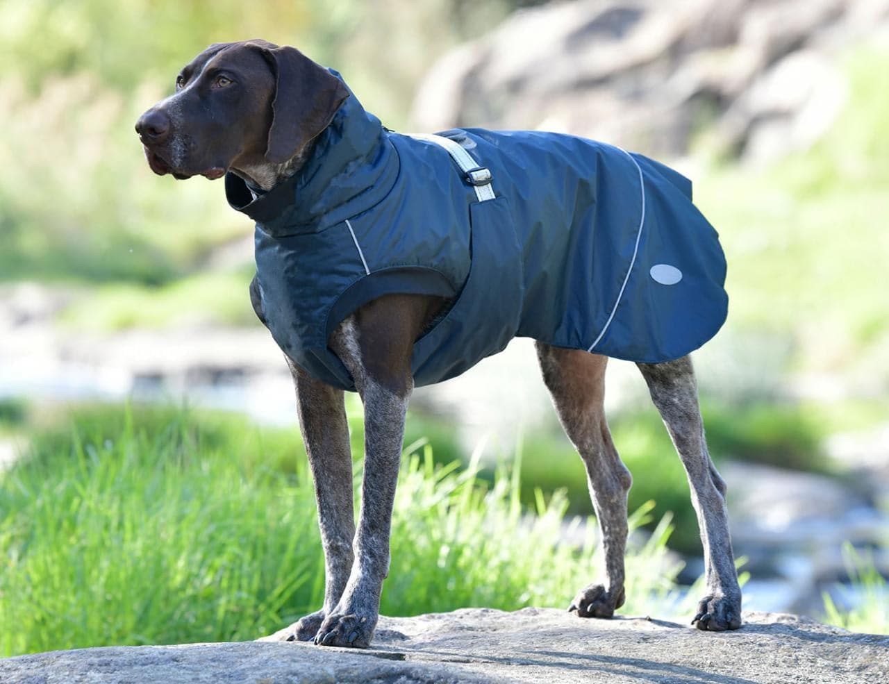 Weatherbeeta Explorer Medium Dog Coat