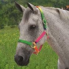 Roma Rainbow Halter