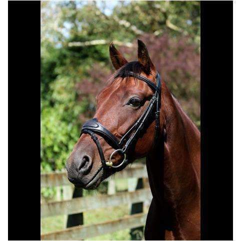 EV Snaffle Crown Bridle